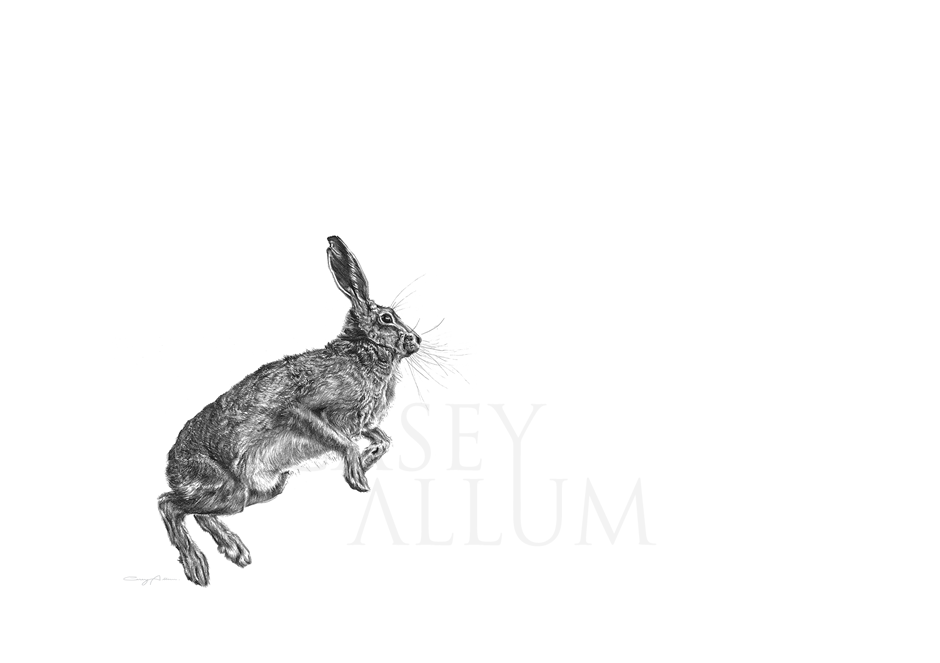 Pencil Leaping Hare Drawing Print